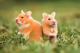 家里出现老鼠是福还是祸？家里有老鼠究竟暗示着什么寓意？图片