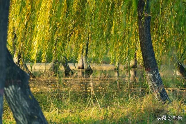 冀南新区独有的初冬韵味
