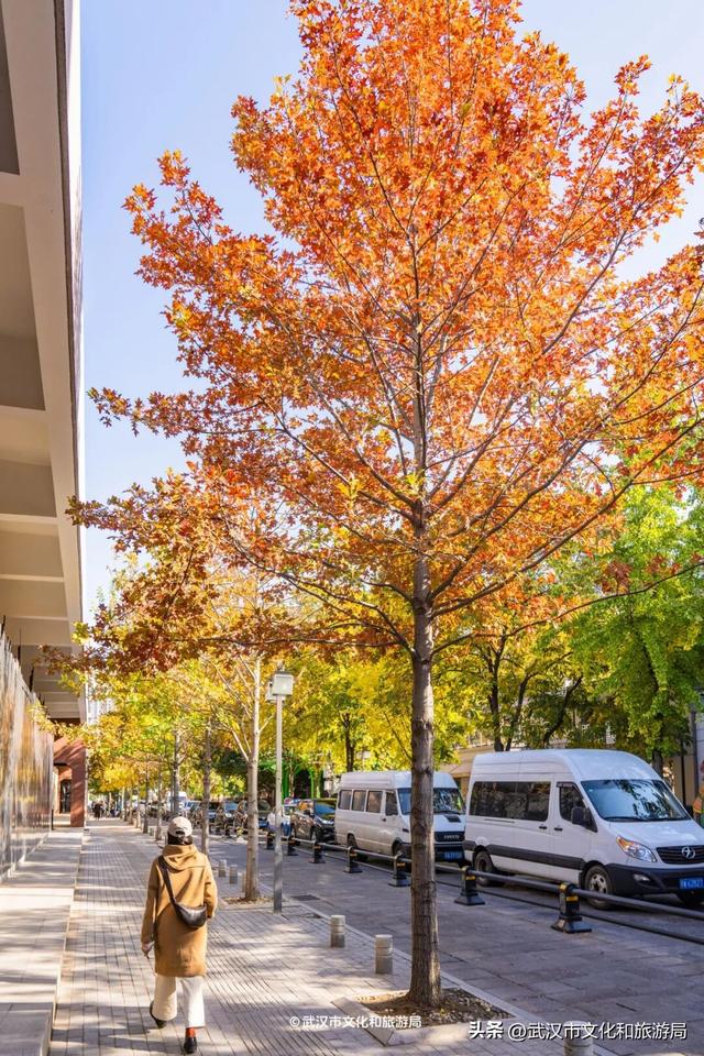 限时绝美！武汉街头颜值巅峰，地铁直达