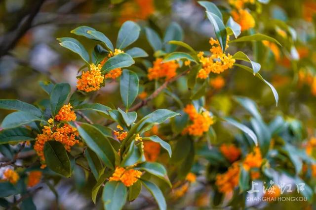满城甜香，速赏桂花！莫要错过这迟来的秋日芬芳