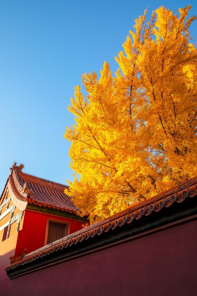 曾经是故宫最冷门的宫殿，而如今因为秋天的银杏，让这里充满生机
