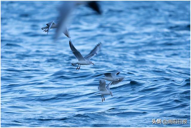 “鸥”耶！现在可以来丹江大观苑看海鸥咯~