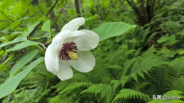 两次本溪南岭徒步记｜高山草甸，湖池松林，我被南岭种草