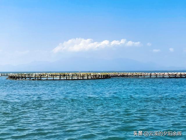 广东阳江海陵岛“渔家乐	”体验，章鱼独当一面