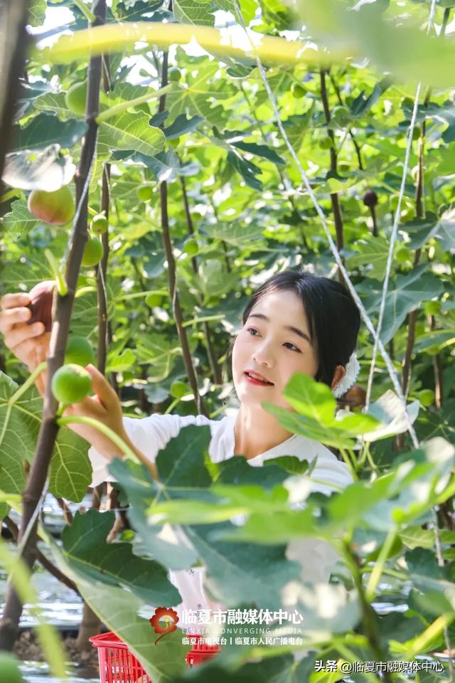 秋天的第一口甜,何必远方?临夏市大庄村的“养颜果”甜到心坎里~