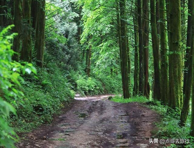 成都周边25℃的小众避暑地，可以露营、玩水、游泳，超凉爽！