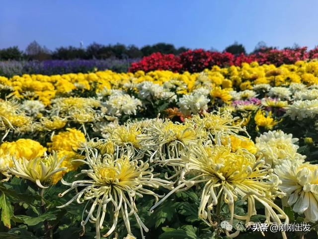 大连最美花海，中国园艺界标杆，十一假期就去这里赏花