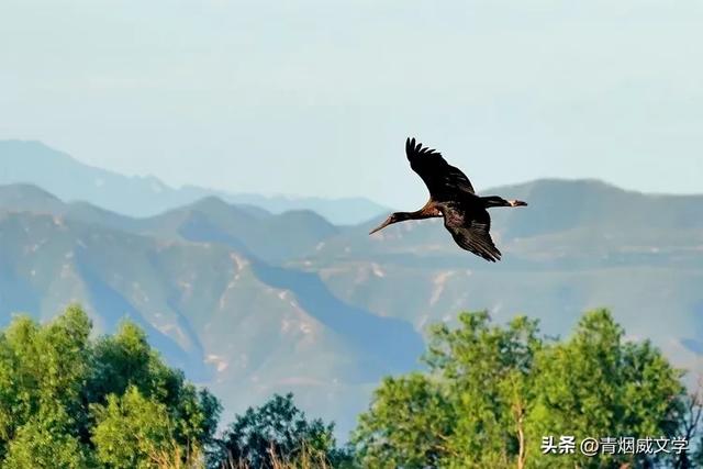 立秋洋河观鸟记