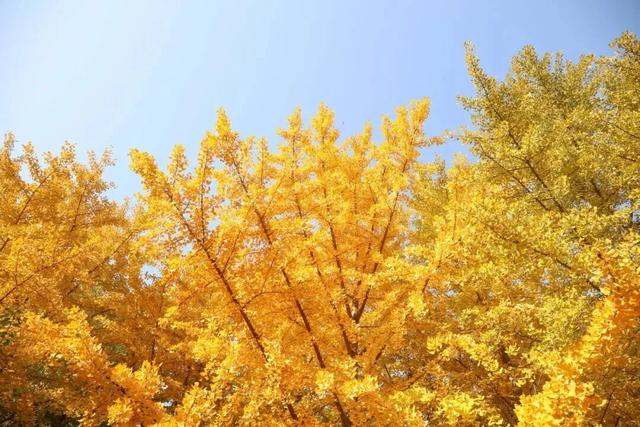 速来！海淀这份含“金”量超高的攻略请收好→