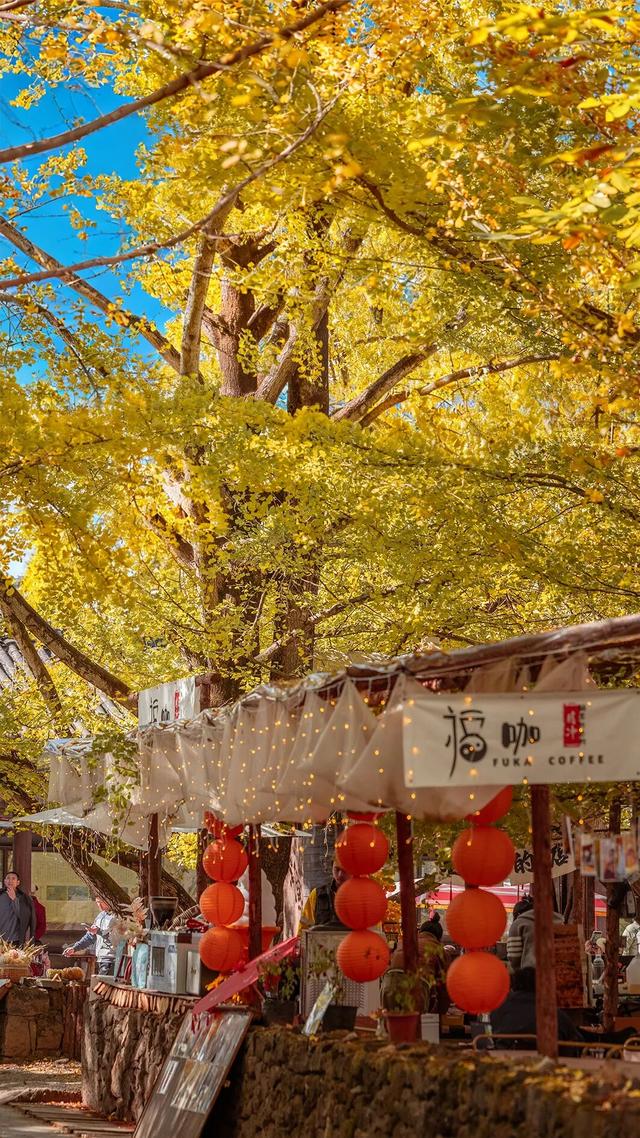 就在本周，银杏村绝美！错过再等一年！