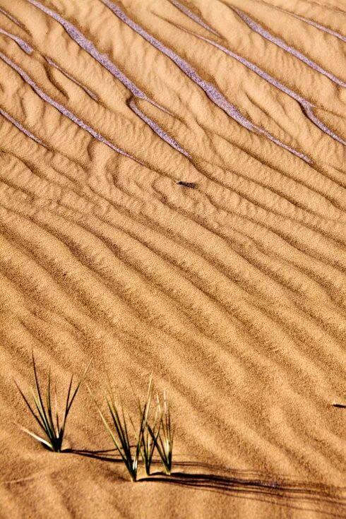 沙漠与湖泊相拥！西藏这片五彩沙丘美到犯规