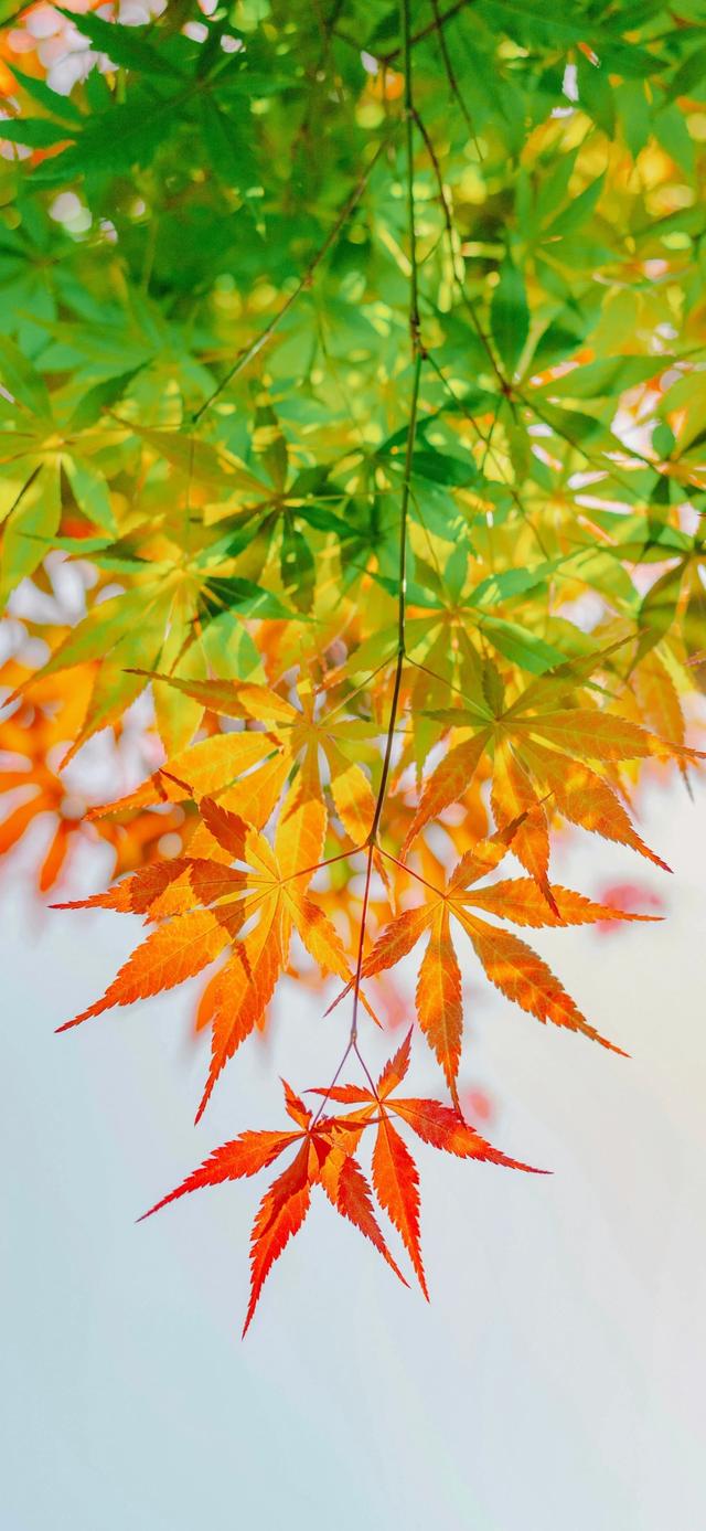 手机壁纸|iOS自然风光美景