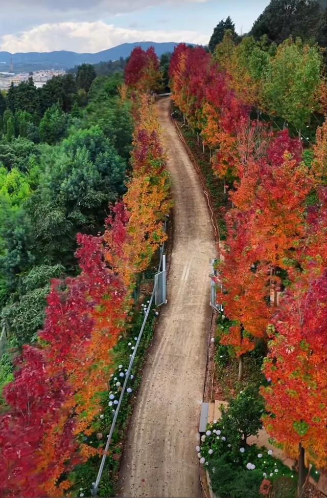 邂逅石林天外天红枫节“枫景线”