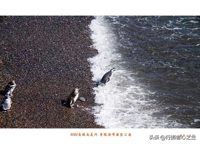 南极南美三国行游影记（79）—阿根廷旁塔汤布国家公园（六）