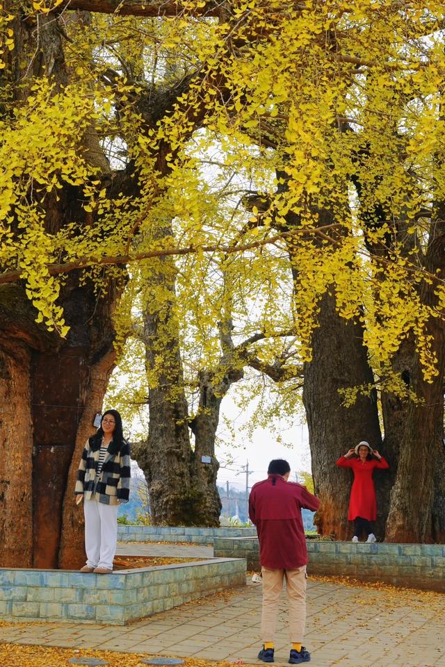 清远深秋十大免费打卡地，邂逅岭南最美金黄秘境！