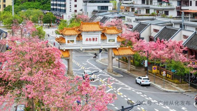 冬日限定浪漫,从化温泉国道丝木棉绽放成粉色长廊
