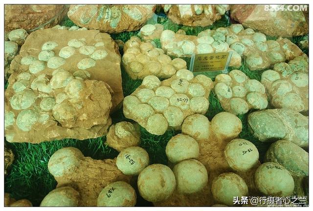 山东行游影记（35）—平邑天宇自然博物馆（十）