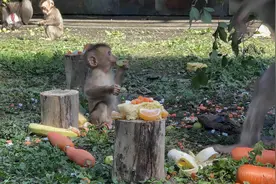 动物园尽享生日party，TA们庆生吃蛋糕图片