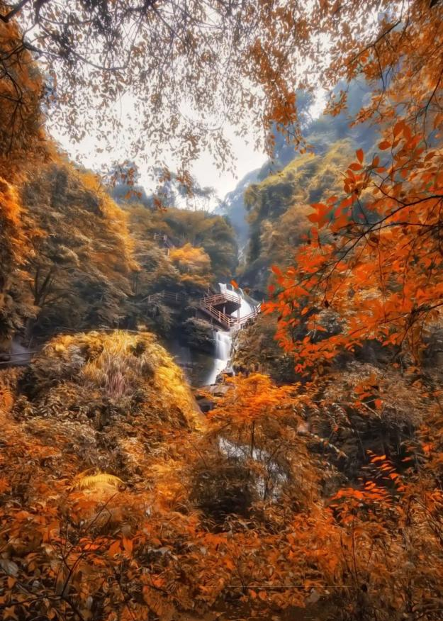 最佳观赏期！雅安的红叶彩林“封神”啦！