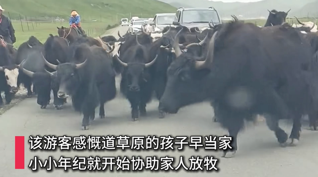 牛群占道阻碍交通？8岁放牛娃成草原“新交警”，游客：草原的孩子早当家！