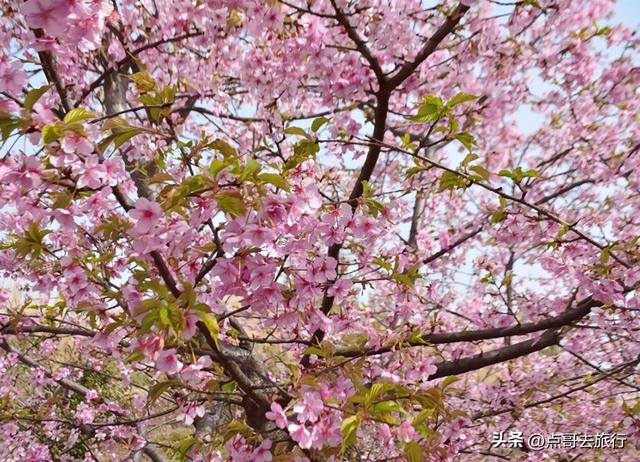 成都附近千亩樱花开了，漫山遍野粉色云霞，超级漂亮，不要门票！