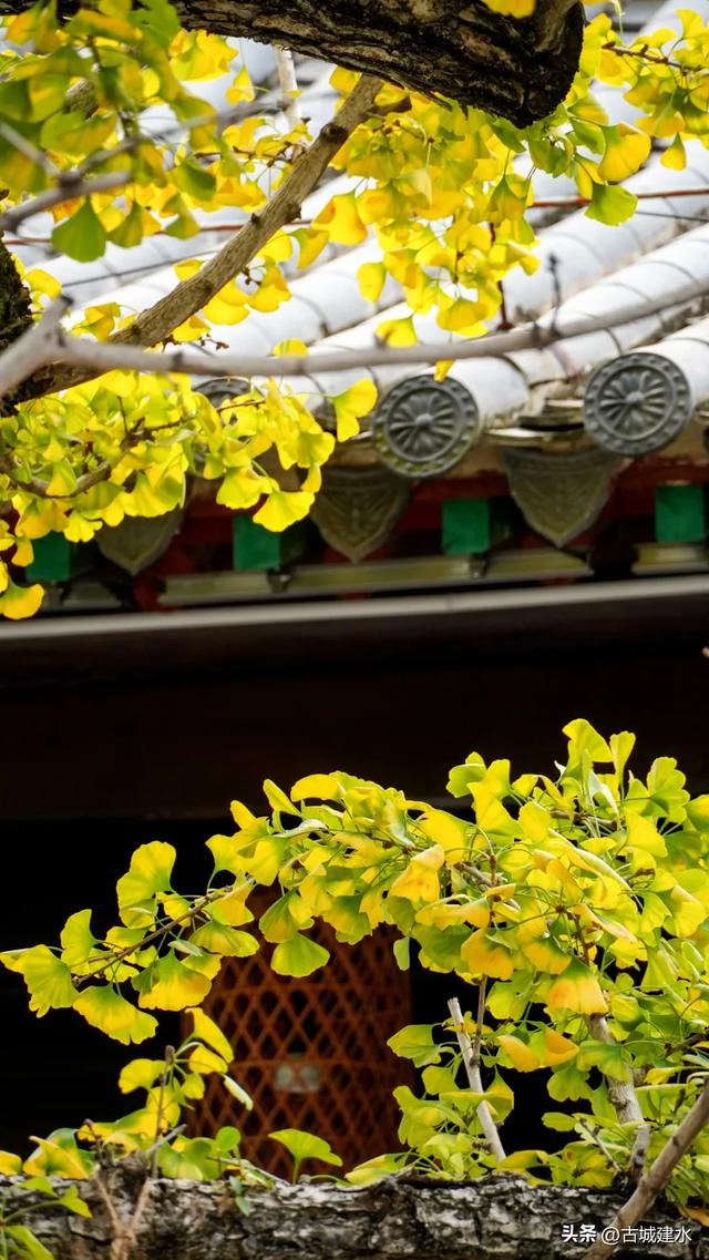 初冬雅韵：临安府署银杏换新妆