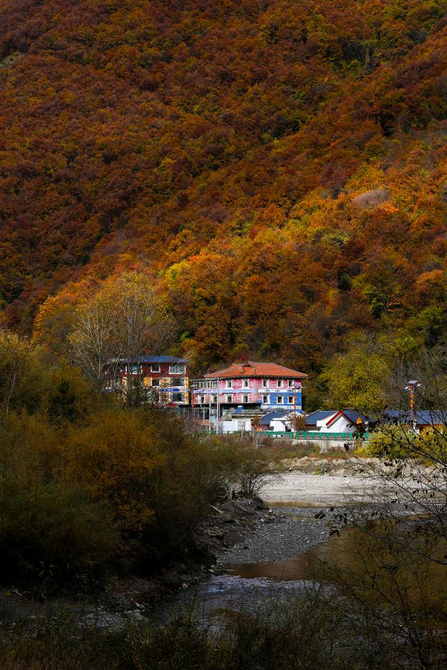 光影札记 | 黑水彩林：八十里画廊的彩林，藏着川西最绚烂的秋