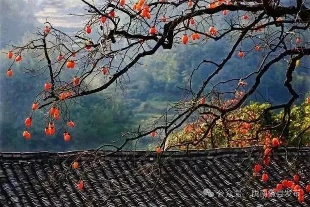 等霜落，看景去——徽县的秋，是首写满美的诗