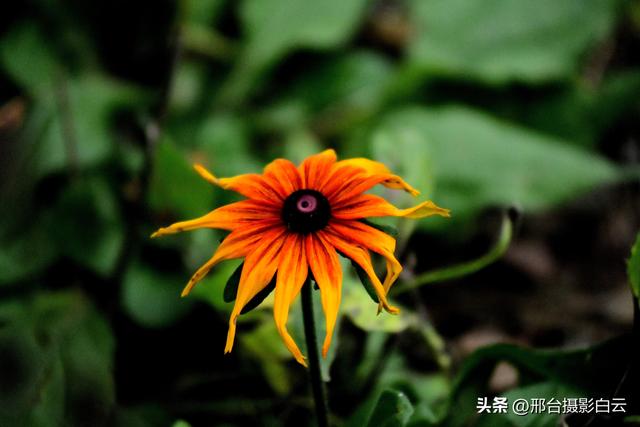 达活泉公园最美秋色（图）