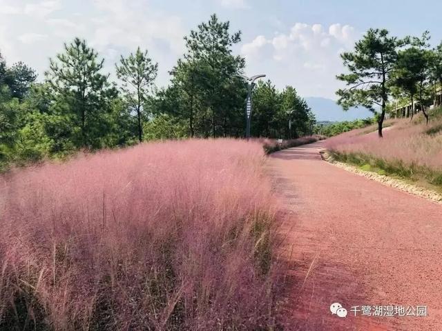 迷人又治愈！武平这片“秋日限定浪漫”即将迎来最佳观赏期~