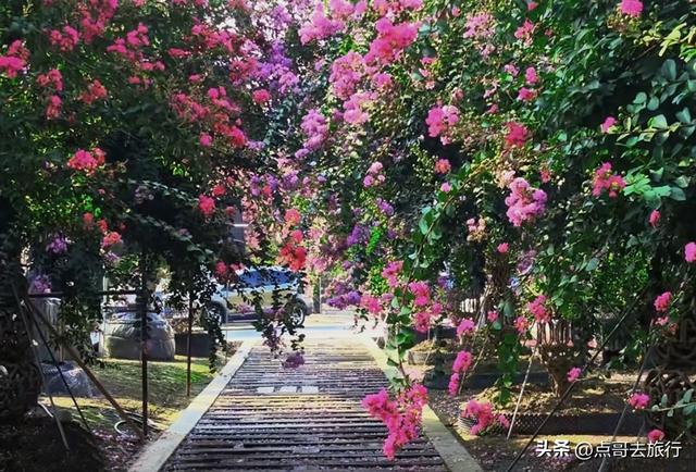 成都温江最美紫薇花大道，壮观色彩斑斓，不要门票，地铁公交直达