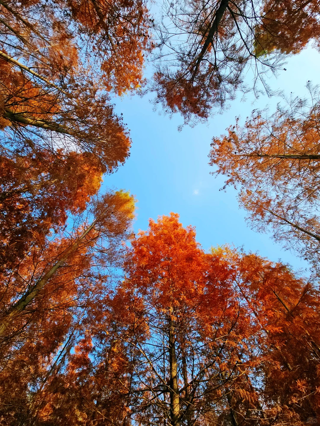 先收藏！成都1h直达最美水杉公园，小众人少、景美出片！