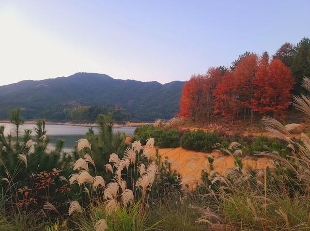 清远深秋十大免费打卡地，邂逅岭南最美金黄秘境！