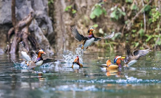 贵州铜仁：天生桥大峡谷迎来越冬鸳鸯
