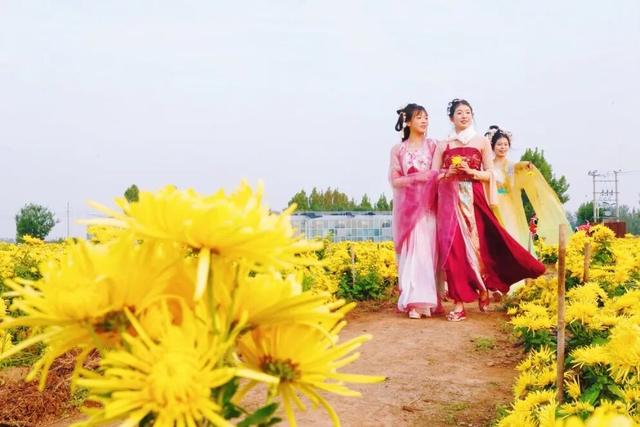 美翻！肥乡藏着一座菊园花海，美丽南赵等你来~
