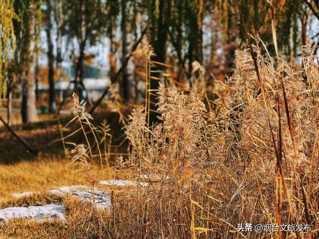 【乐游烟台】季节限定！烟台福山这片绝美芦苇荡出片率100%