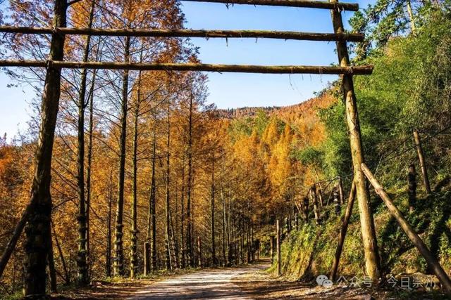 崇州彩林天花板🤩🤩🤩谁还没去过？