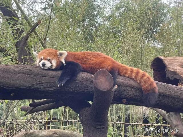 探索自然野趣、探秘植物王国……带孩子来昆明避暑，走这条线路必游！
