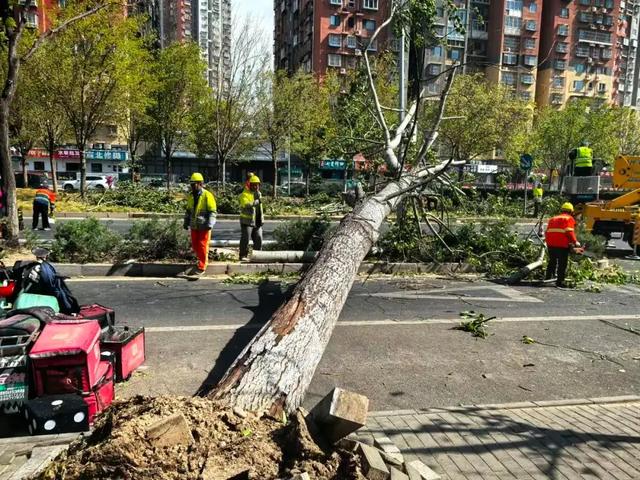 四川成都古柳倾倒致两人受伤，百年古树为何会腐烂空心？