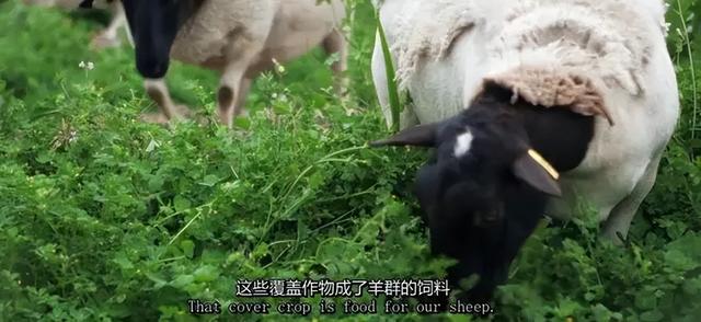 一对夫妻，为了一条狗，种出了一座森林