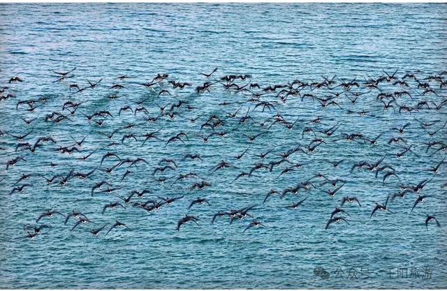 我在千湖湿地撞见了冬天的温柔