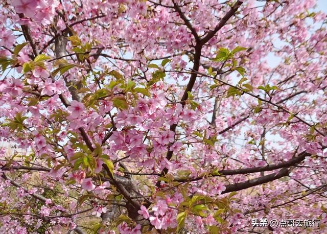 成都附近千亩樱花开了，漫山遍野粉色云霞，超级漂亮，不要门票！