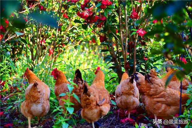 三星增辉南山月，三马拉动秋冬游，三水南山上演不落幕的文旅盛宴