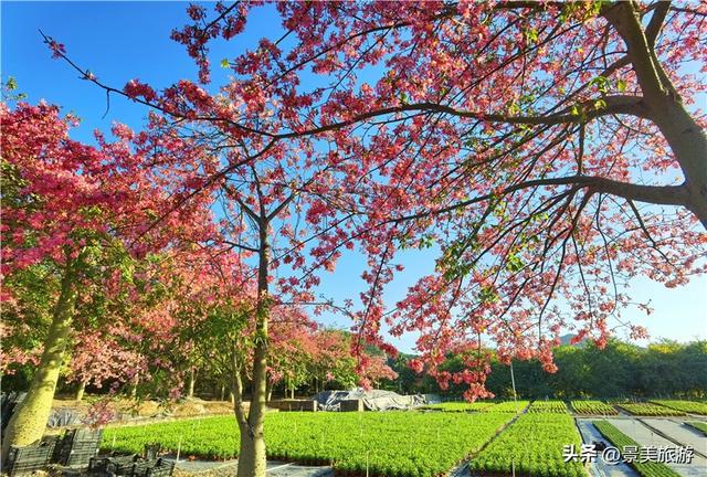 佛山市民国庆出游不用出家门，三水这个花主题景区将游客拉回春天