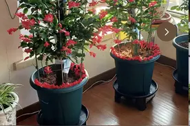 6种花必须“小盆养”，花盆越大，越是废品！图片