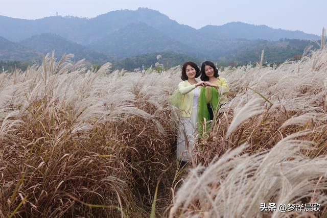 安陆：当银杏遇见芦苇 画框里的诗与远方