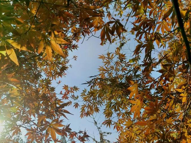 4个点位已公布！太仓人拍照请抓紧