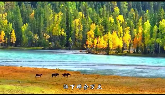 喀纳斯才是秋景顶配！入秋过后的这里，藏着全年最浓的色彩暴击