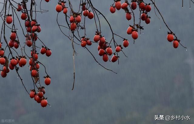 明日中秋节，老人说最怕“中秋节一日雨	”，中秋节下雨有啥预兆？