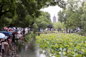 全城共赏荷！苏州市首届荷花联展开幕图片